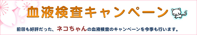 猫の血液検査キャンペーン