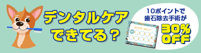 デンタルケア