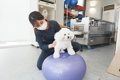ドッグフィットネス