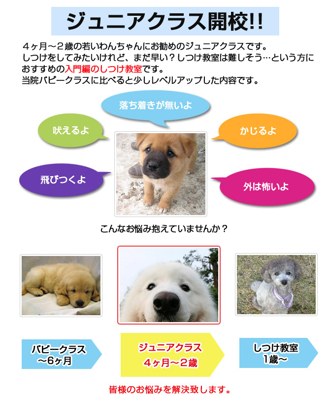 ジュニアクラス(入門編しつけ教室)