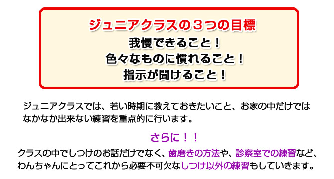 ジュニアクラス(入門編しつけ教室)